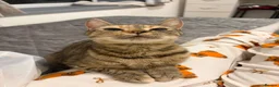 Domestic Shorthair cats for sale: 3 female kittens - Advert 8