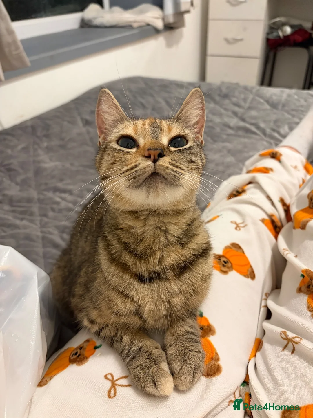 Domestic Shorthair cats for sale: 3 female kittens - Advert 8