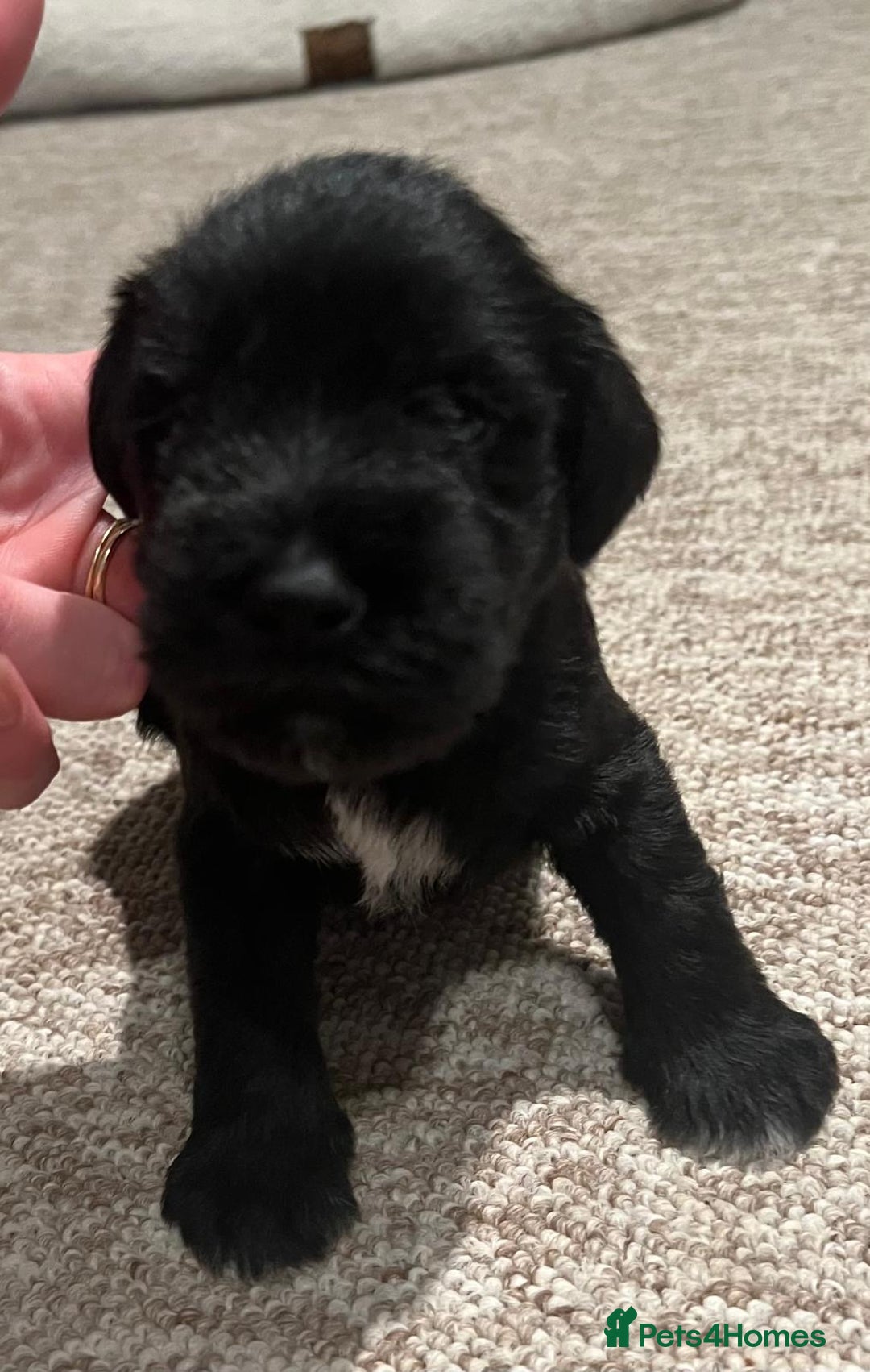 Miniature Schnauzer dogs for sale: beautiful litter  of miniature schnauzers - Advert 3