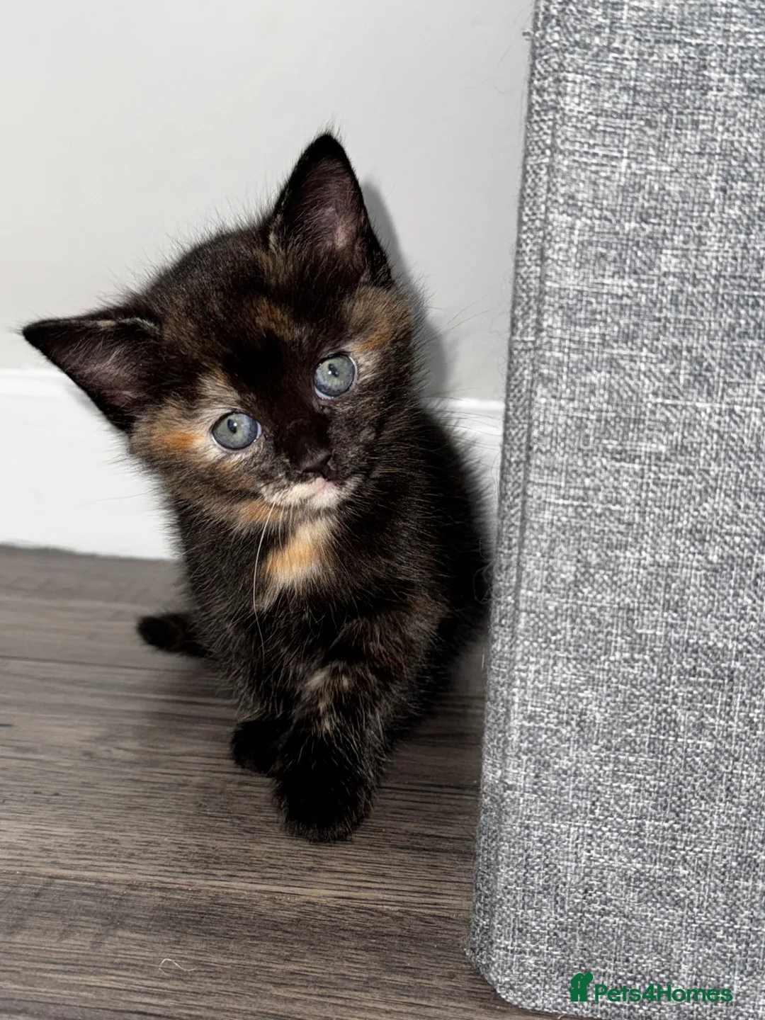 Mixed Breed cats for sale: Beautiful kittens  - Advert 6