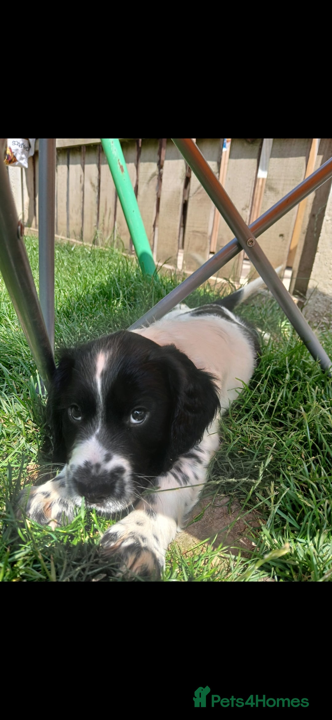 Sprocker dogs for sale: READY NOW !! 3 sprocker spaniels left  👀🏡✨️ in Wakefield - Image 38