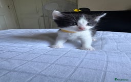 Domestic Shorthair cats for sale: 6 beautiful kittens  - Image 3