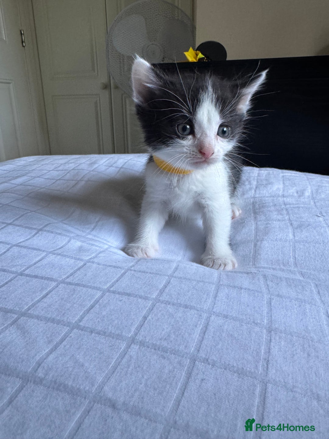 Domestic Shorthair cats for sale: 6 beautiful kittens  - Image 3