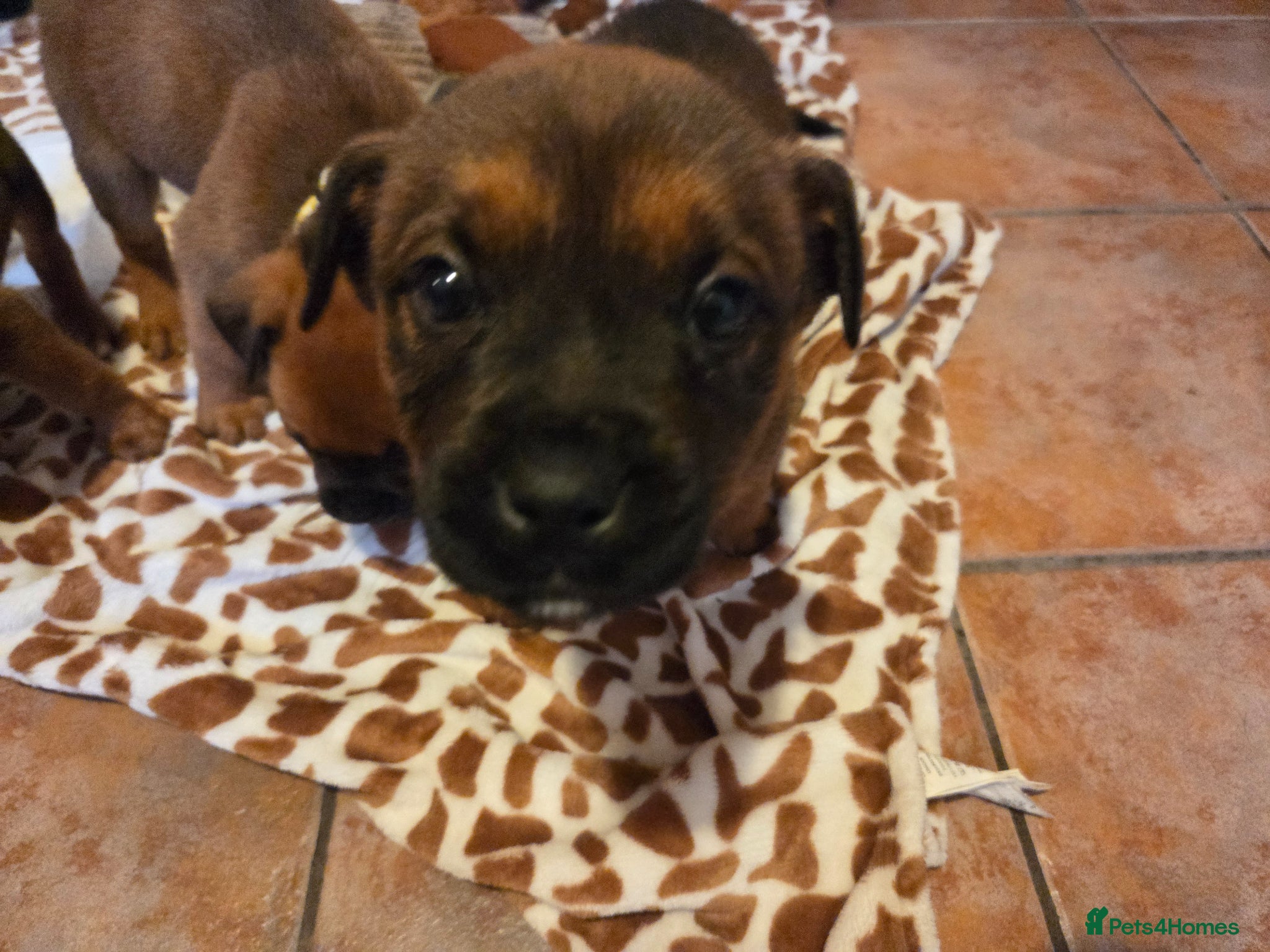 Boxweiler dogs for sale: Boxweiler pups in Omagh - Advert 13