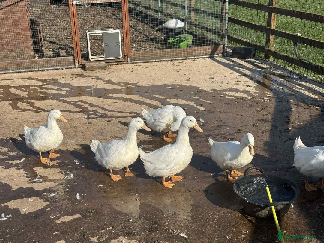 Ducks poultry for sale: Female cherry valley Ducks  - Image 3