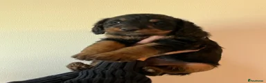 Mixed Breed 4