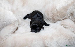 Cocker Spaniel dogs for sale: Working cocker spaniel puppies - Image 5