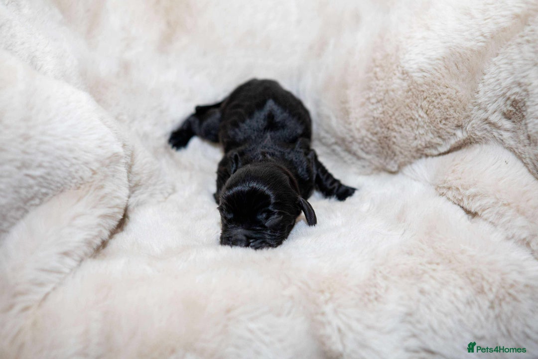 Cocker Spaniel dogs for sale: Working cocker spaniel puppies - Image 5