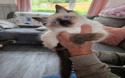 Ragdoll cats for sale: Last Stunning Ragdoll Kitten  - Image 5