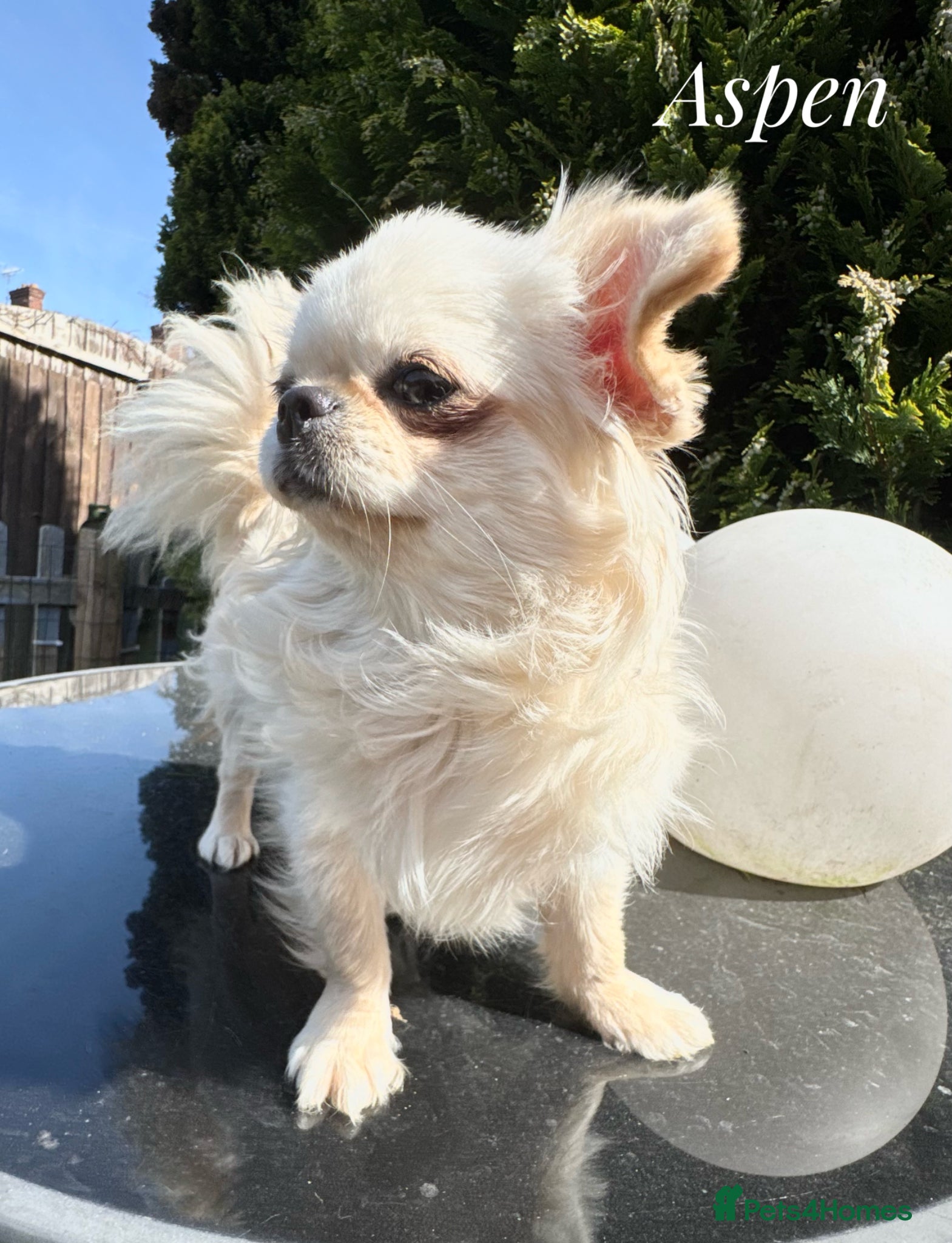Chihuahua dogs Beautiful KC cream long coat girl PET only  - Advert 7