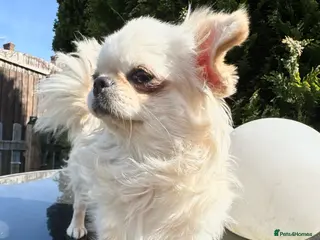 Chihuahua dogs Beautiful KC cream long coat girl PET only - Advert 7