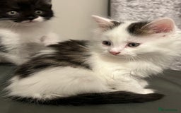 British Longhair cats for sale: Gorgeous fluffy kittens looking for forever home - Image 24