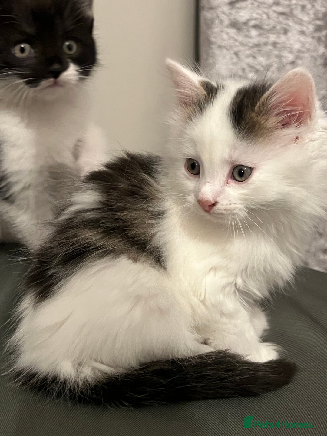 British Longhair cats for sale: Gorgeous fluffy kittens looking for forever home - Image 24