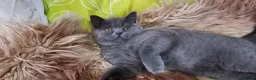 British Shorthair cats for sale: 2 lovely British shorthair kitten left  - Advert 13