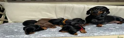 Miniature Dachshund dogs for stud: *STUD* champion lines Black & Tan mini dachshund  - Advert 13