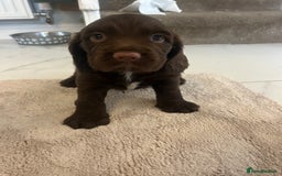 Sprocker dogs for sale: 1 chocolate boy sproker 10 weeks  - Image 24