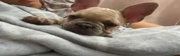 French Bulldog dogs for sale: Beautiful female French bulldog  - Advert 6