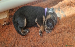 German Shepherd dogs for sale: KC registered German shepherd puppies - Image 2