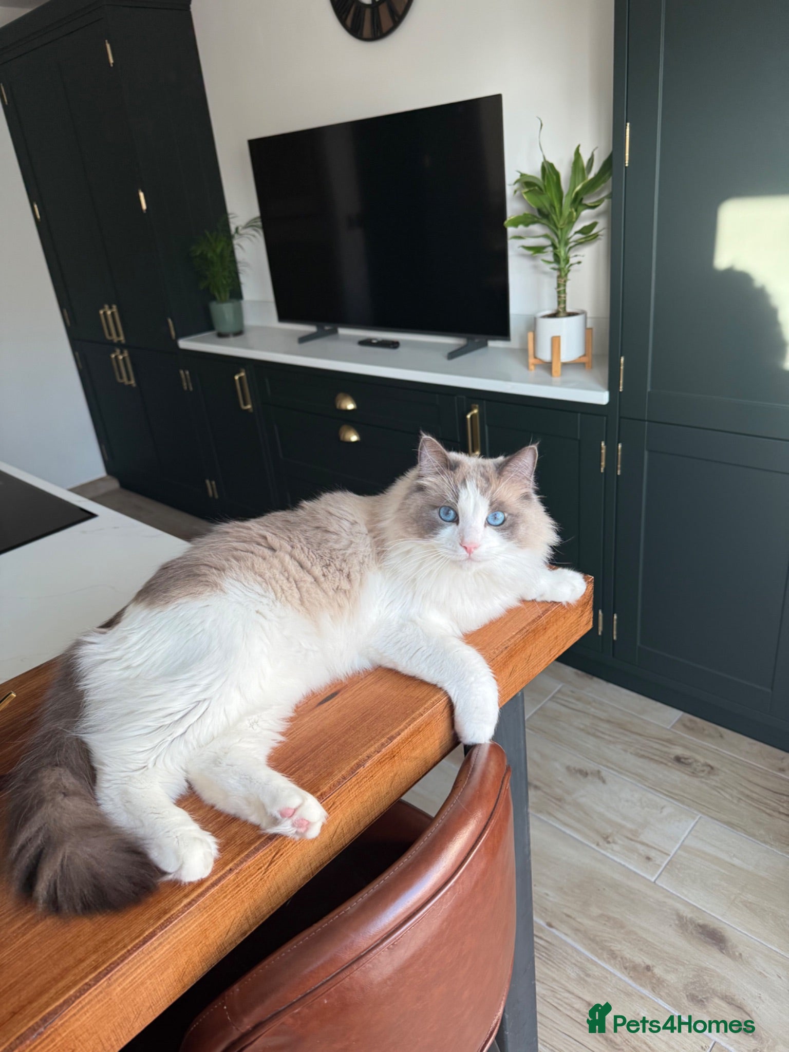 Ragdoll cats Blue Bi Colour Ragdoll - comes with all essentials - Advert 3
