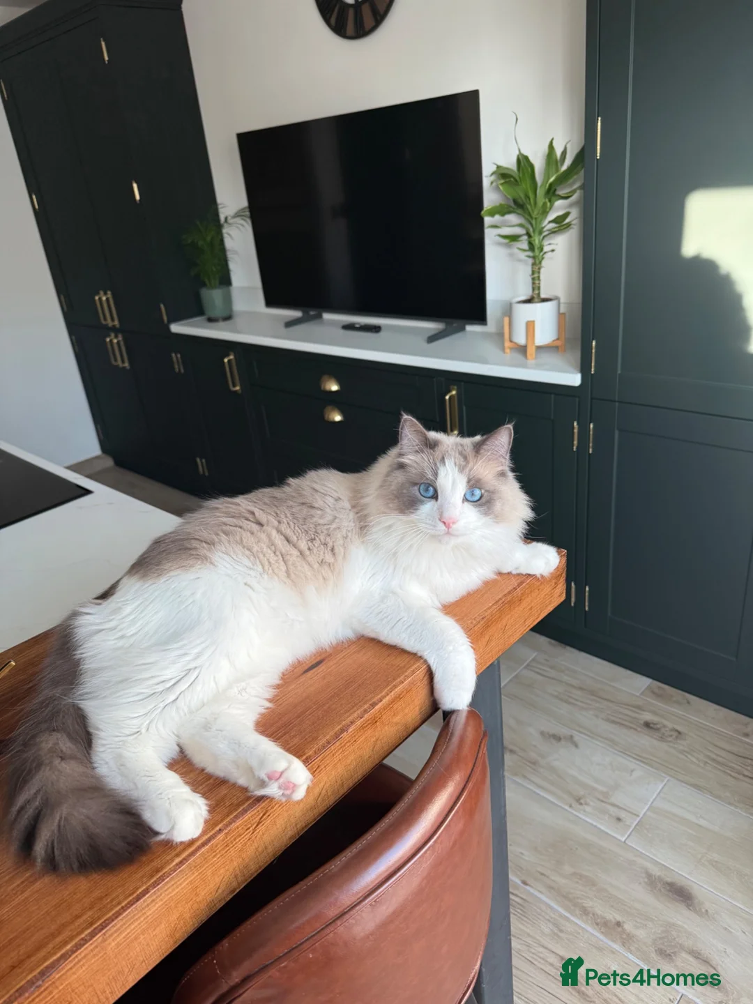 Ragdoll cats for sale: Blue Bi Colour Ragdoll - comes with all essentials - Advert 1