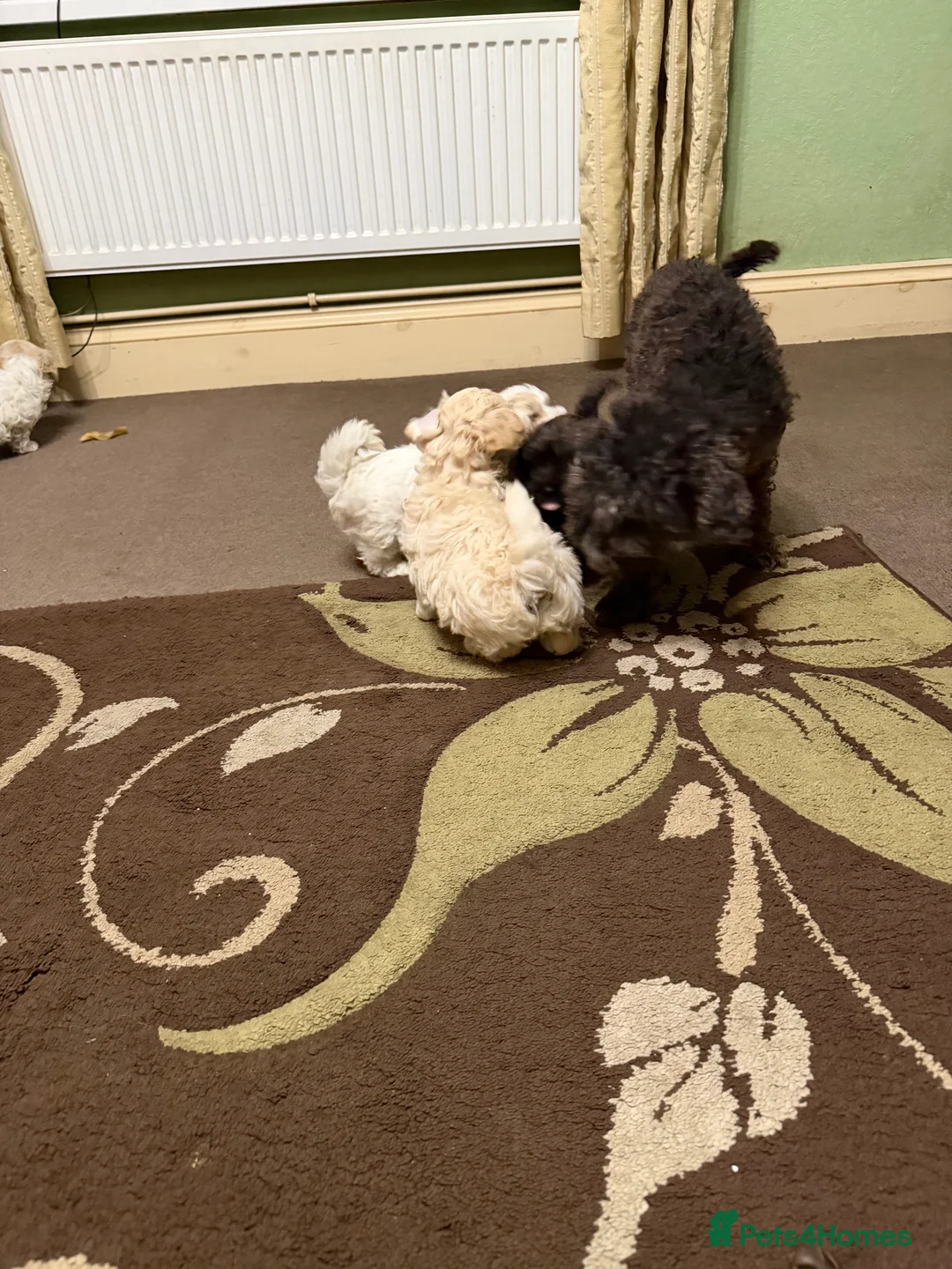 Mixed Breed dogs for sale: 🐾🐾🐾Maltipoo Puppies 🐾🐾🐾 - Advert 14