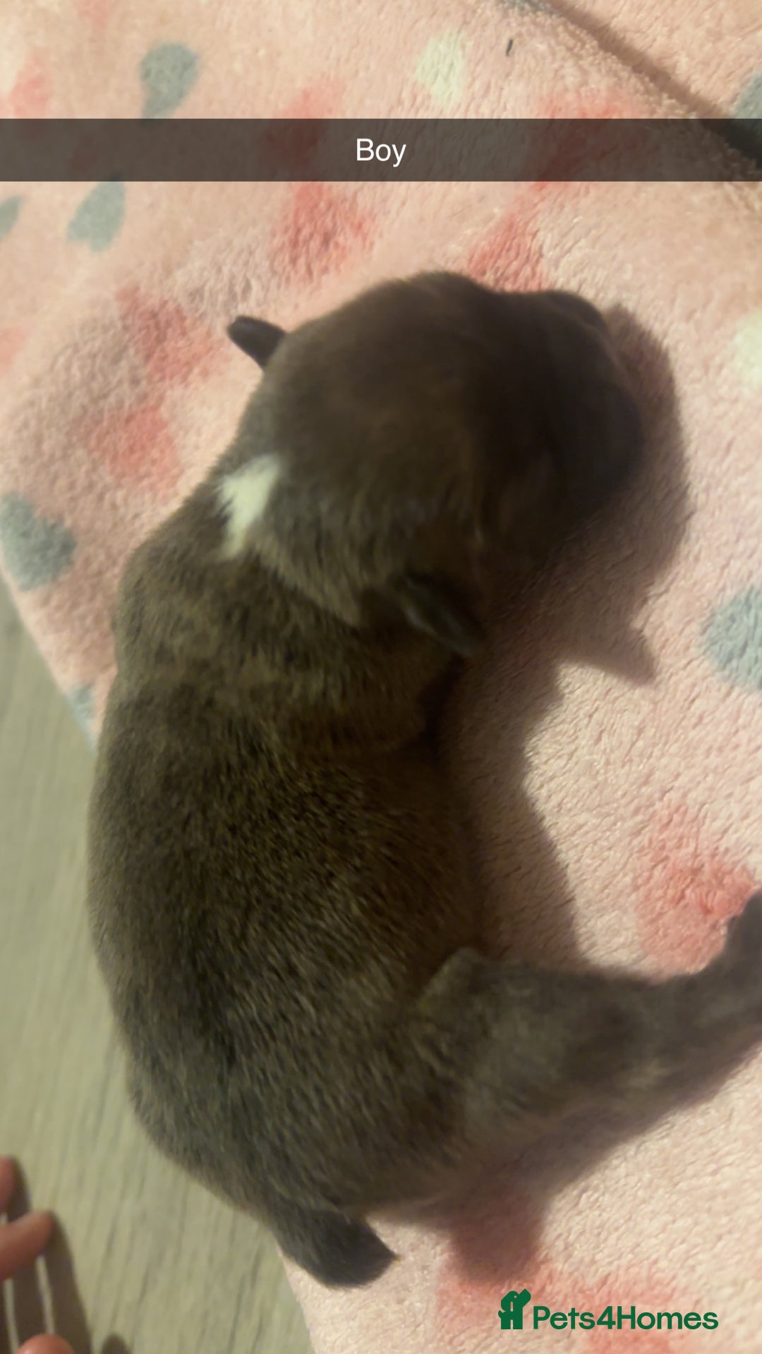 French Bulldog dogs for sale: French bulldog puppies - Image 3