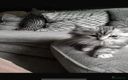 Mixed Breed cats for sale: Beautiful Maine Coon x Ragdoll Kittens Ready  - Advert 2