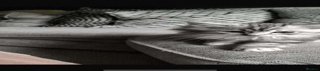 Mixed Breed Kitten 1