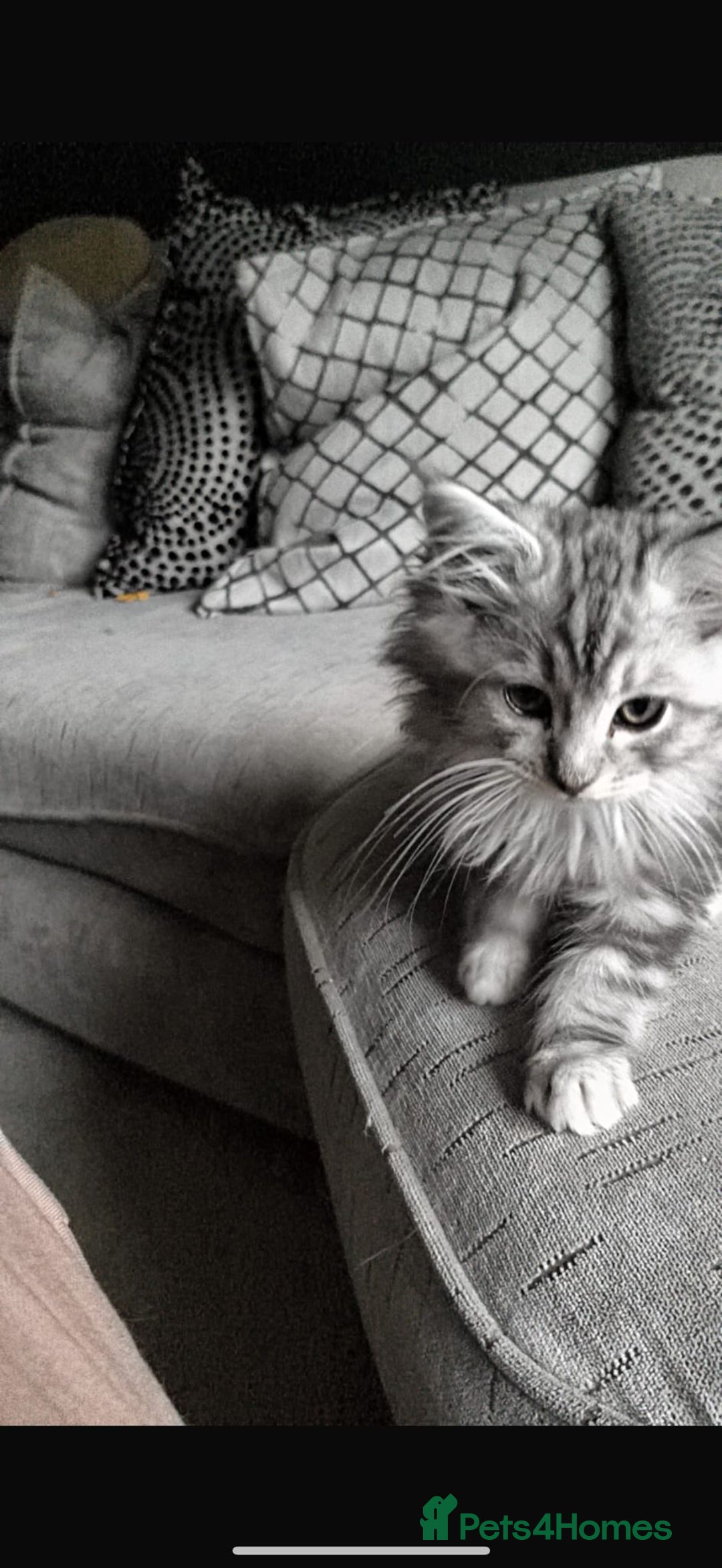 Mixed Breed cats for sale: Beautiful Maine Coon x Ragdoll Kittens Ready  - Advert 2