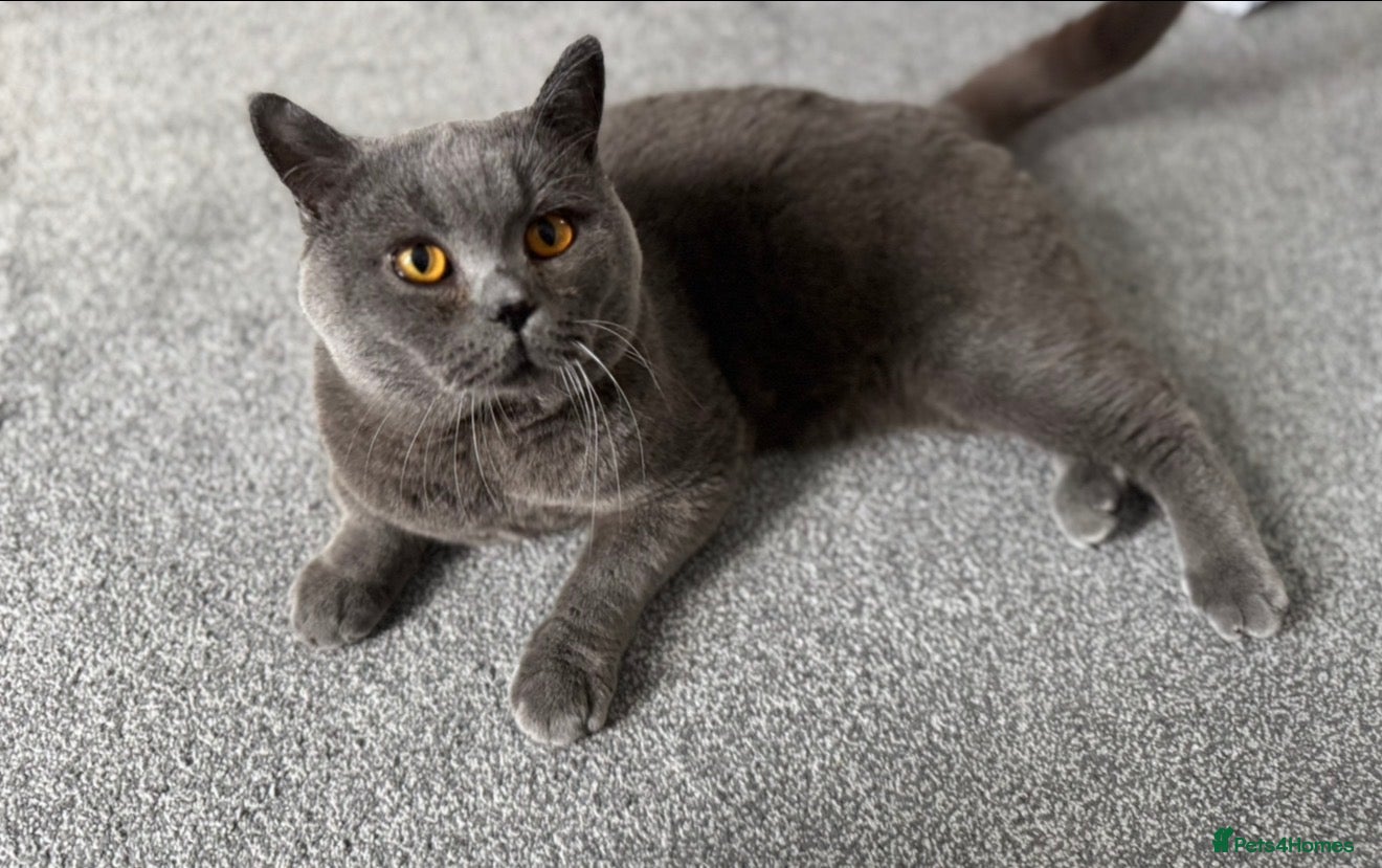 British Shorthair cats BSH male cat  - Advert 3