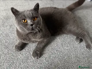 British Shorthair cats BSH male cat - Advert 1