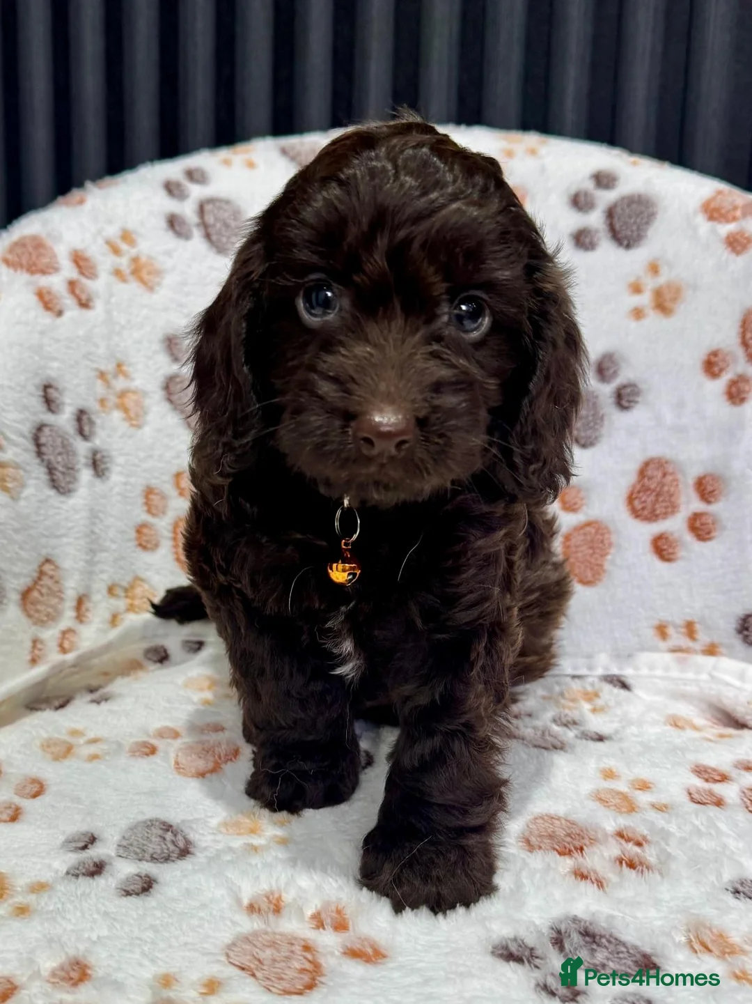 Cockapoo dogs for sale: Chocolate Phantom Cockapoo Puppies - Advert 34