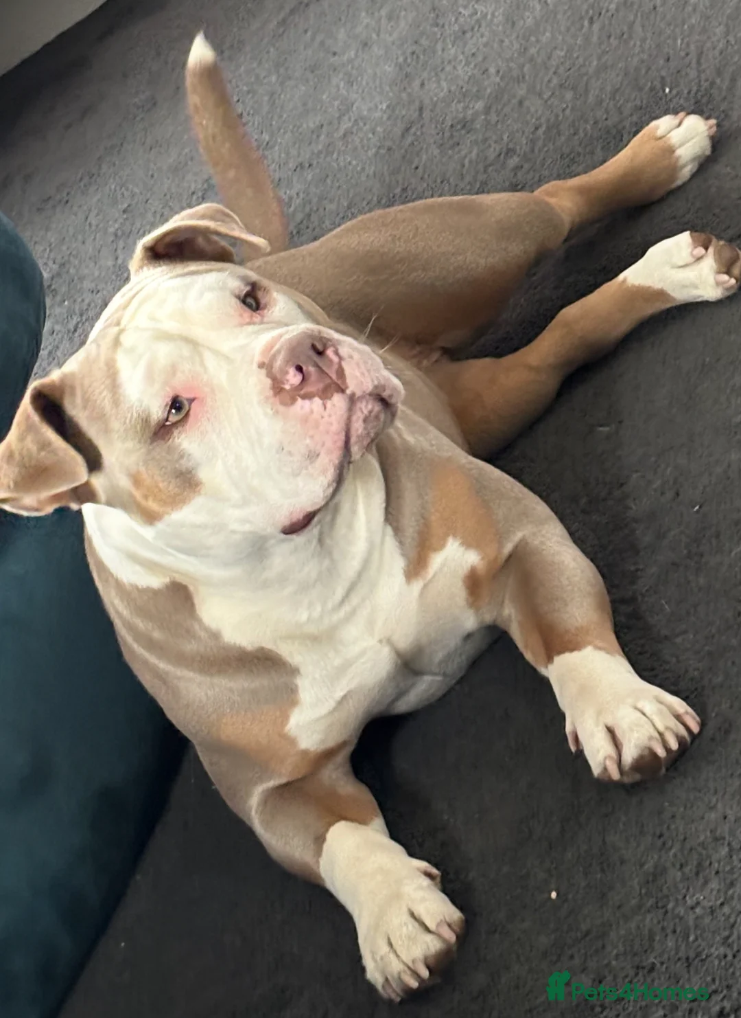 American Bully dogs for sale: Pocket Bully puppies  - Advert 14