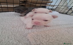 French Bulldog dogs for sale: French fancies puppies  - Image 8