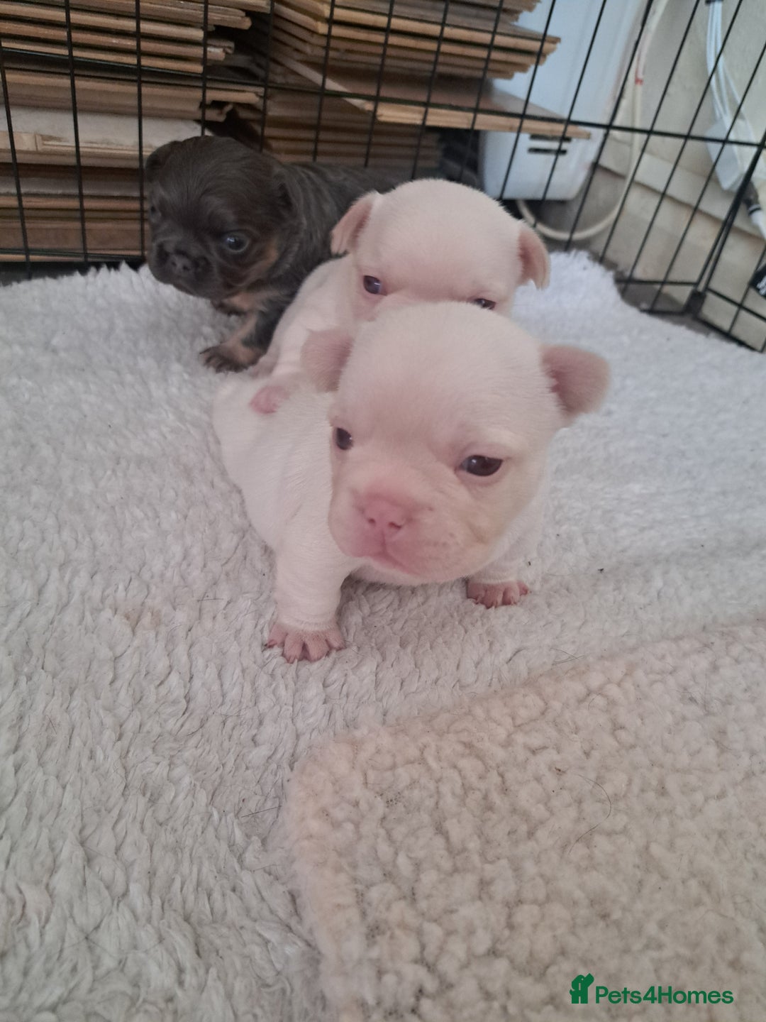 French Bulldog dogs for sale: French fancies puppies  - Image 8