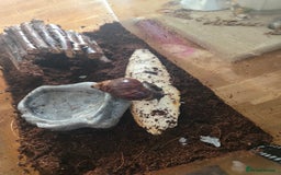 Snails invertebrates for sale: Afican land snail  - Image 3