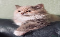 British Longhair cats for sale: British Shorthair -Longhair variant GCCF Female - Image 10