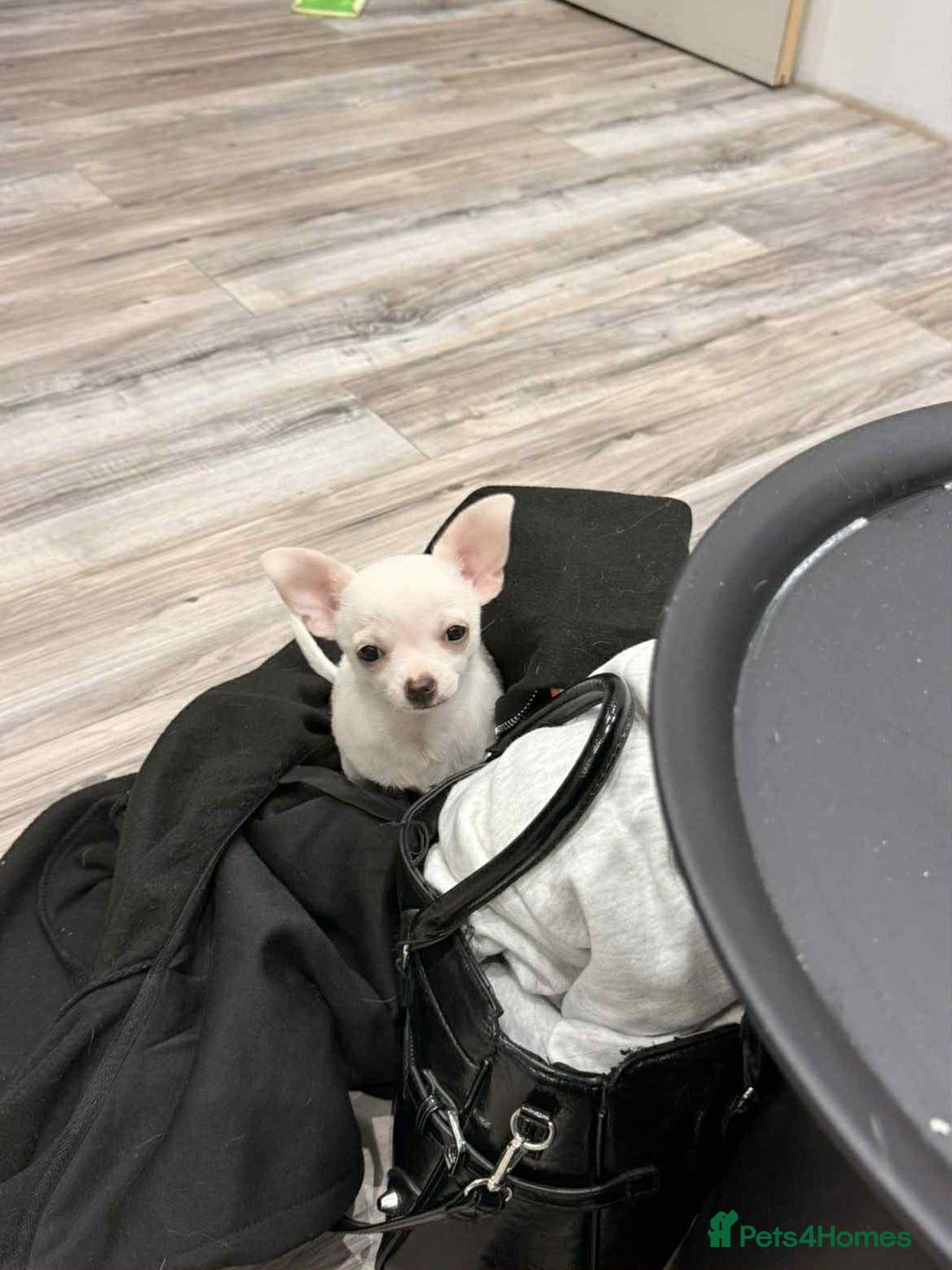 Chihuahua dogs for sale: Small boy chihuahua puppy for sale  - Advert 4