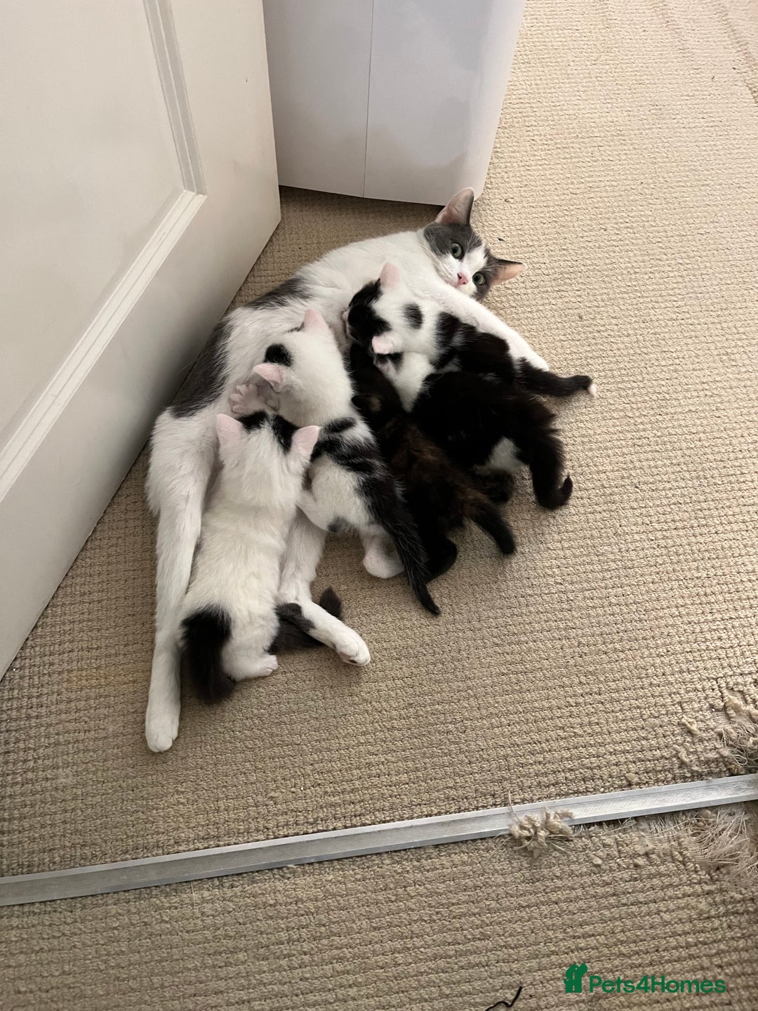 Mixed Breed cats for sale: 5 kittens looking for forever home  - Image 12