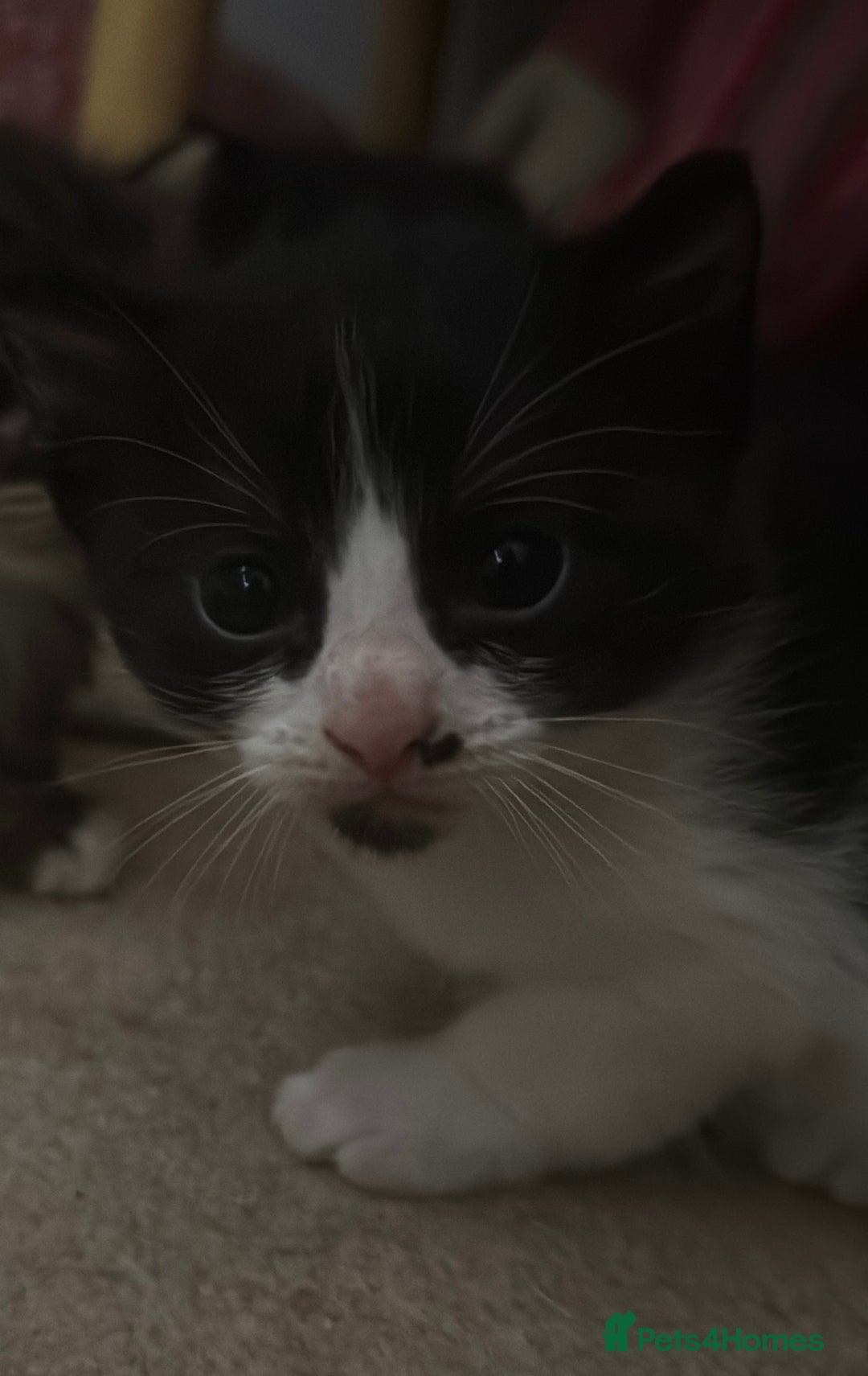 Domestic Shorthair cats for sale: 3 gorgeous Black and White boys - Image 3