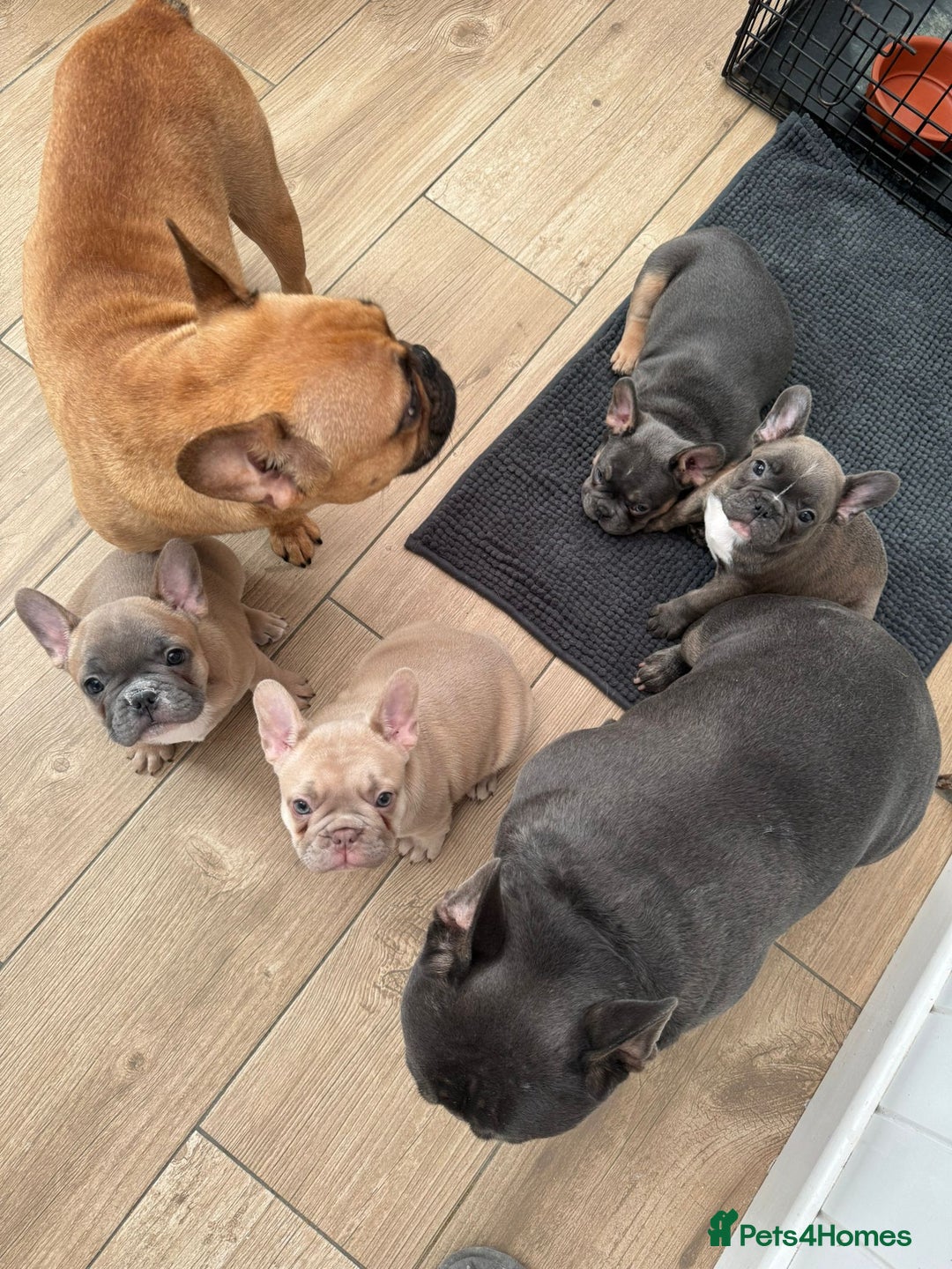 French Bulldog dogs for sale: French Bulldog Puppies Looking for Loving Homes - Advert 22