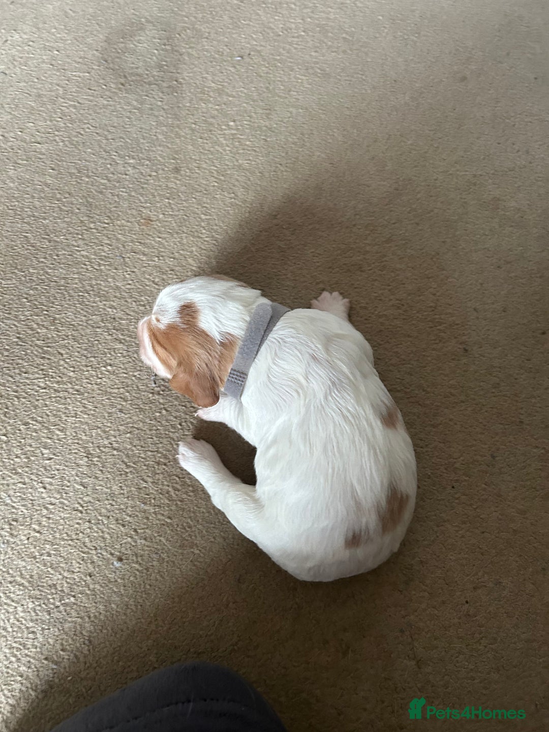 Cocker Spaniel dogs for sale: Working cocker pups - Advert 13