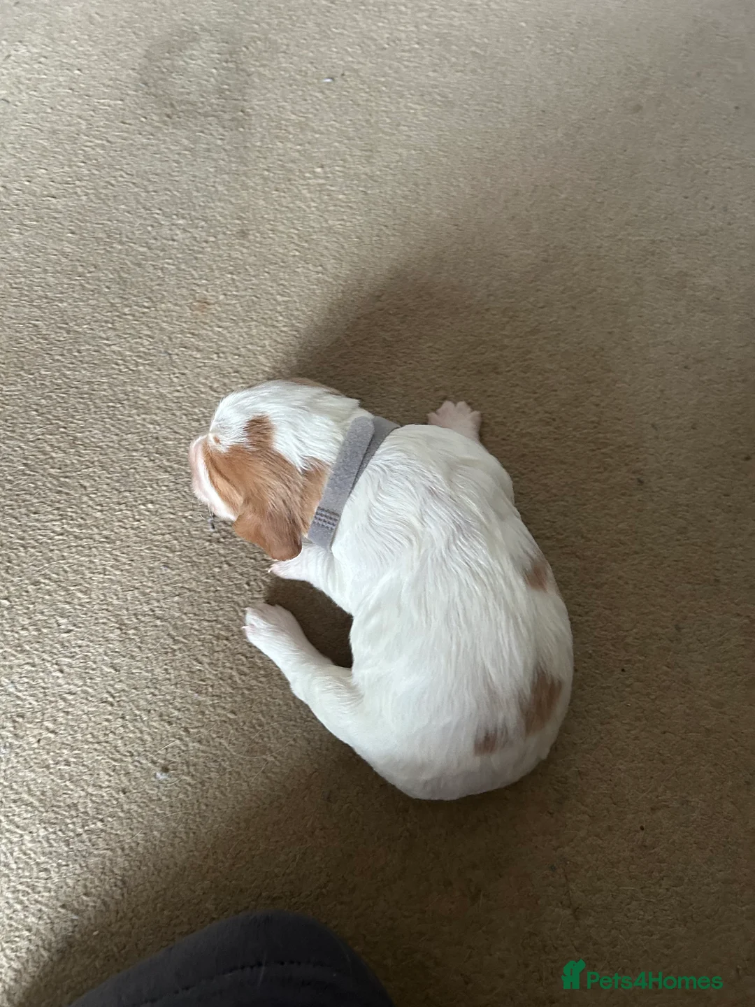 Cocker Spaniel dogs for sale: Working cocker pups - Advert 17