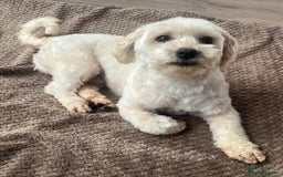 Maltipoo dogs for sale: 3yr old Maltipoo male. Loving, friendly nature.  - Image 4