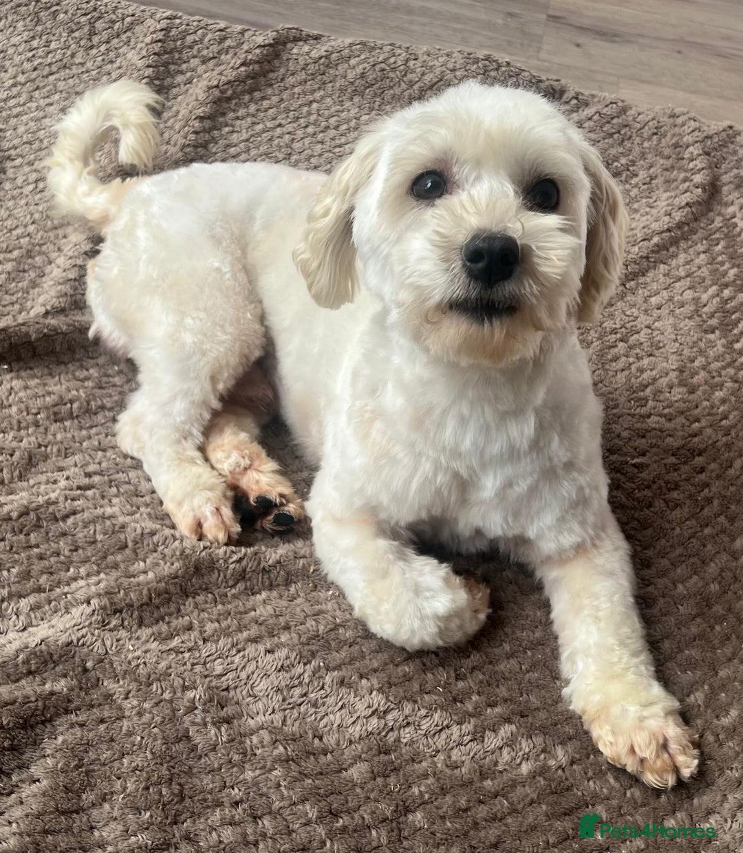Maltipoo dogs for sale: 3yr old Maltipoo male. Loving, friendly nature.  - Image 4