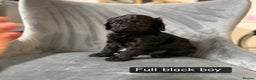 Cockapoo dogs for sale: 5 cockapoo puppies  - Advert 5