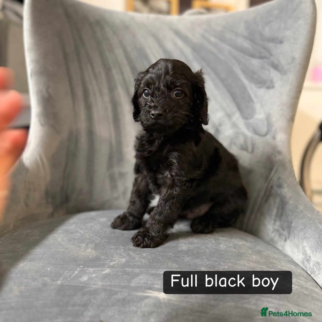 Cockapoo dogs for sale: 5 cockapoo puppies  - Advert 5