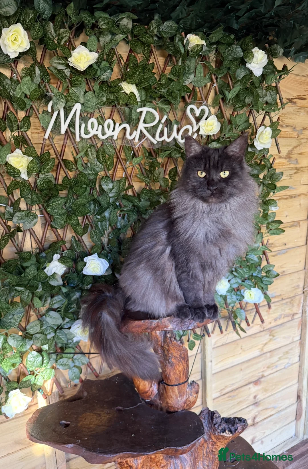 Maine Coon cats for sale: Stunning black smoke active girl  - Advert 2