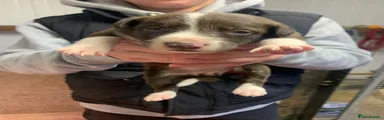 Border Collie 6