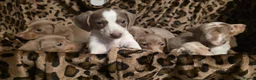 Dachshund dogs for sale: Cheeky Mini daschunds babies - Advert 15